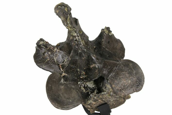 6.1" Tall, Tyrannosaur Cervical Vertebra - Two Medicine Formation